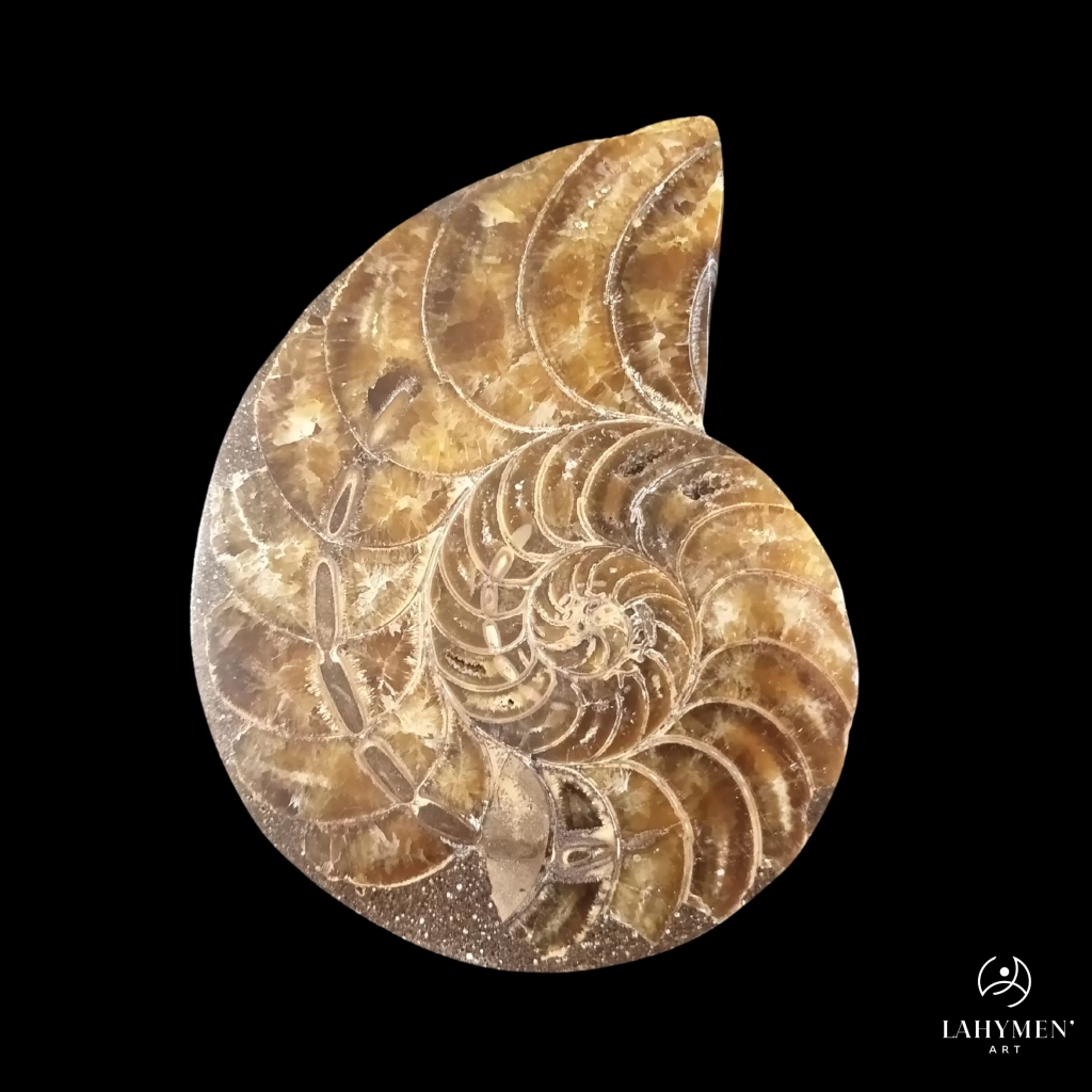 Ammonite sciée