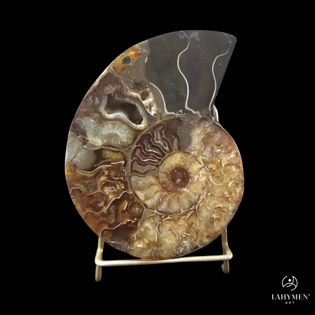 Ammonite sciée