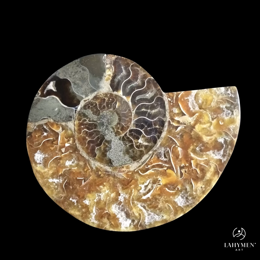 Ammonite sciée