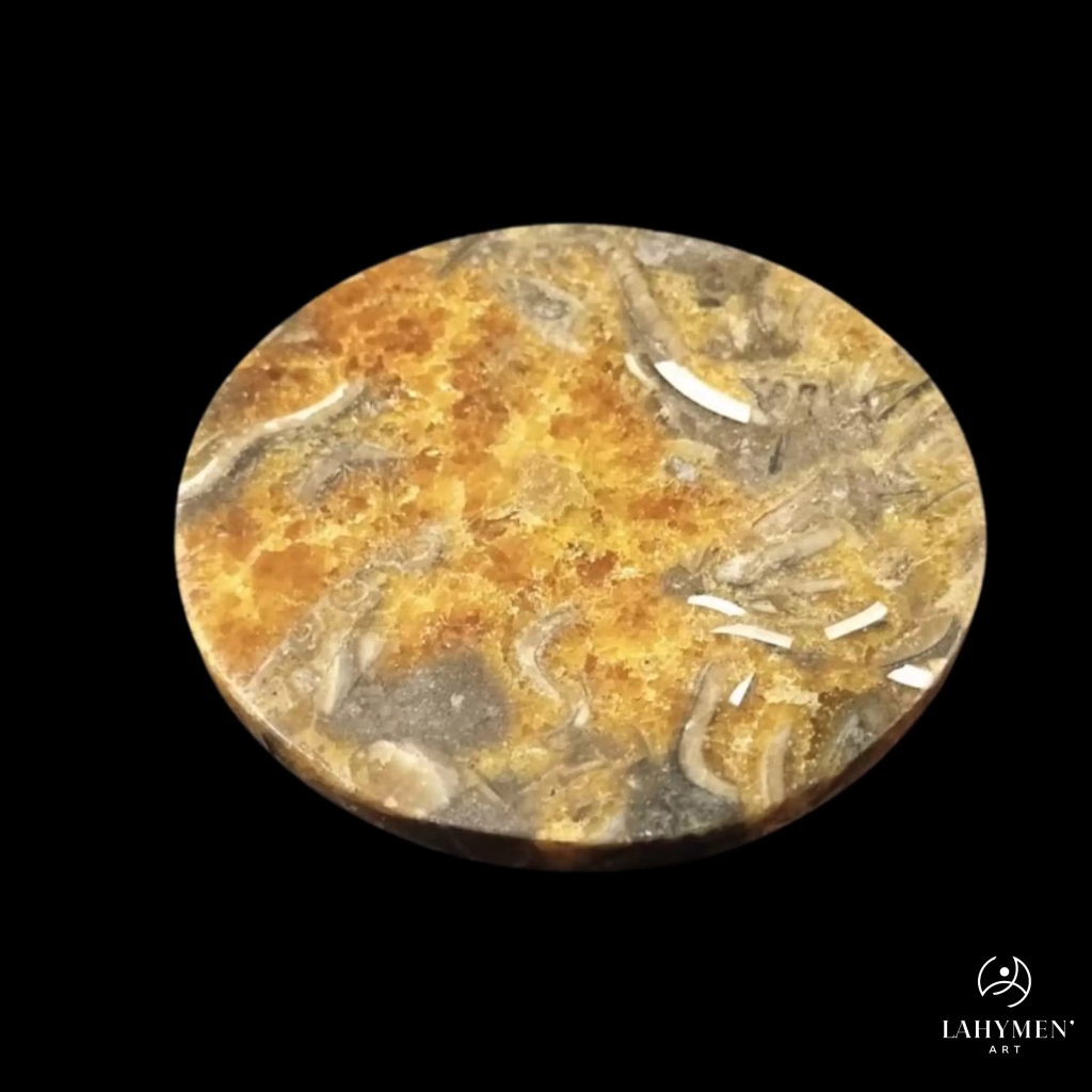 Sous verre ammonite